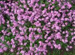 Foto Gartenblumen Vergissmeinnicht (Myosotis), rosa
