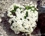 foto I fiori da giardino Non Ti Scordar Di Mé (Myosotis), bianco