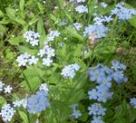 Photo Garden Flowers Forget-me-not (Myosotis), light blue
