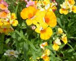 Foto Gartenblumen Kap Juwelen (Nemesia), gelb