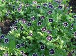 fotografie Záhradné kvety Nemophila, Baby Blue-Oči , čierna