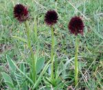 フォト 種の蘭、黒バニラ蘭、黒テガタチドリ属 特性