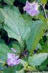 Photo Garden Flowers Shoofly Plant, Apple of Peru (Nicandra physaloides), lilac