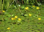 Фото Садові Квіти Німфейнік (Болотноцветник) (Nymphoides), жовтий