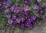 zdjęcie Ogrodowe Kwiaty Nirembergiya (Nierembergia), purpurowy