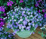 fotografie Zahradní květiny Cup Flower (Nierembergia), světle modrá