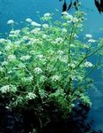Photo Garden Flowers Water Celery, Water Parsley, Water Dropwort (Oenanthe), white