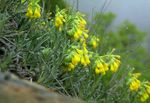 Foto Gartenblumen Goldenen Tropfen (Onosma), gelb