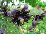 Photo Garden Flowers Columbine flabellata, European columbine (Aquilegia), black