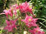 Photo Garden Flowers Columbine flabellata, European columbine (Aquilegia), pink