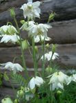 Photo Garden Flowers Columbine flabellata, European columbine (Aquilegia), white