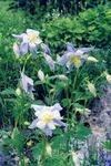 φωτογραφία Λουλούδια κήπου Columbine Flabellata, Ευρωπαϊκό Columbine (Aquilegia), γαλάζιο