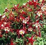 Foto Gartenblumen Akelei Flabellata, Europäische Akelei (Aquilegia), rot
