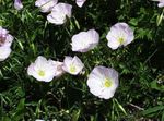 Foto Gartenblumen Nachtkerzen (Oenothera speciosa), weiß