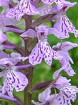 Photo Marsh Orchid, Spotted Orchid characteristics