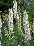 φωτογραφία Λουλούδια κήπου Monkshood (Aconitum), λευκό