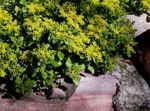 Foto Gartenblumen Mauerpfeffer (Sedum), gelb