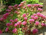 foto I fiori da giardino Stonecrop (Sedum), rosa