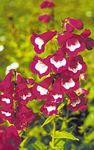 Photo les fleurs du jardin Foothill Penstemon, Penstemon Chaparral, Bunchleaf Penstemon (Penstemon x hybr,), vineux