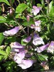 Foto Gartenblumen Östlichen Penstemon, Behaarte Beardtongue , flieder