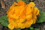 foto I fiori da giardino Primula , arancione
