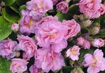 φωτογραφία Λουλούδια κήπου Ηράνθεμο (Primula), ροζ