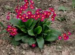 fotografie Záhradné kvety Prvosienka (Primula), červená