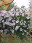 φωτογραφία Λουλούδια κήπου Πετούνια (Petunia), λευκό