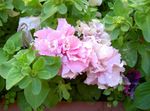 Photo les fleurs du jardin Pétunia (Petunia), rose