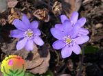 foto I fiori da giardino Liverleaf, Liverwort, Roundlobe Hepatica (Hepatica nobilis, Anemone hepatica), lilla