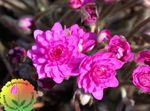 foto I fiori da giardino Liverleaf, Liverwort, Roundlobe Hepatica (Hepatica nobilis, Anemone hepatica), rosa