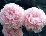 снимка Градински цветове Божур (Paeonia), розов