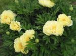 Foto Dārza Ziedi Peonija (Paeonia), dzeltens