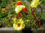 Photo Garden Flowers Sun Plant, Portulaca, Rose Moss (Portulaca grandiflora), yellow