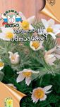 Foto Gartenblumen Küchenschelle (Pulsatilla), weiß