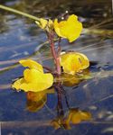 Photo Garden Flowers Bladderwort (Utricularia vulgaris), yellow