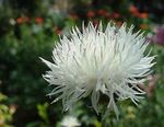 φωτογραφία Λουλούδια κήπου Amberboa, Γλυκό Σουλτάνος , λευκό