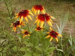 სურათი ბაღის ყვავილები შავ Eyed Susan, აღმოსავლეთ Coneflower, ფორთოხლის Coneflower, Showy Coneflower (Rudbeckia), ფორთოხალი