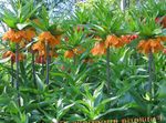 foto Corona Fritillaria Imperiale caratteristiche