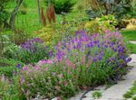 Photo Garden Flowers Clary Sage, Painted Sage, Horminum Sage (Salvia), purple