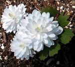 Sanguinaria, Puccoon Rosso