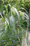foto Flores do Jardim Foxtail Millet (Setaria), verde
