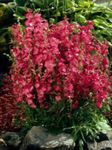 foto I fiori da giardino Checkerbloom, Malvarosa Miniatura, Prato Malva, Correttore Di Malva (Sidalcea), rosso