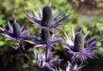foto I fiori da giardino Mare Ametista Agrifoglio, Eryngo Alpine, Mare Alpine Agrifoglio (Eryngium), porpora