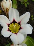 Photo Sparaxis, Harlequin Flower , white