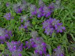 Foto Dārza Ziedi Big Betoniku Sārmene (Stachys), purpurs