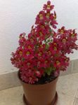 Photo Poor Man's Orchid, Butterfly Flower (Schizanthus), red