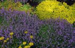 Foto Gartenblumen Garten Thymian, Englisch Thymian, Gemeinsame Thymian (Thymus), flieder