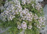 Photo les fleurs du jardin Thymus Vulgaris, Le Thym Anglais, Le Thym Commun , blanc