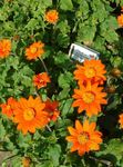 foto I fiori da giardino Albero Girasole, Albero Calendula, Girasole Selvatico, Girasole Messicano (Tithonia), arancione